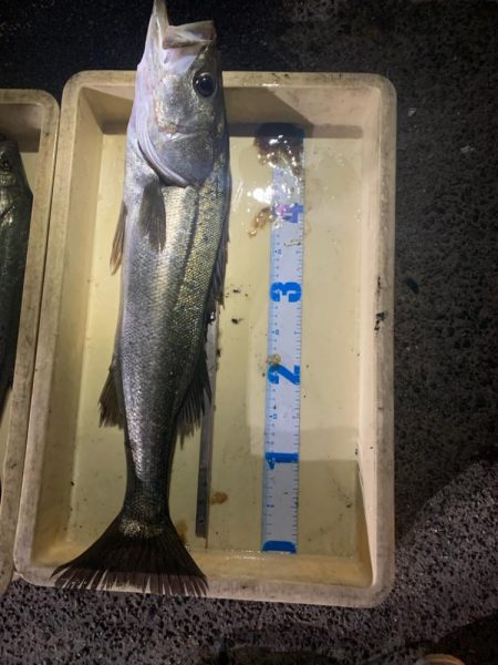 初めてのバチ抜けシーバス！