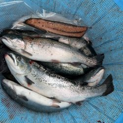 今期最後のサーモンコーナー