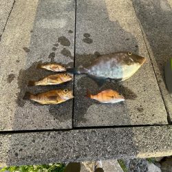 遠投サビキ‼️