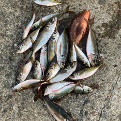 離島アジングとロックフィッシュ