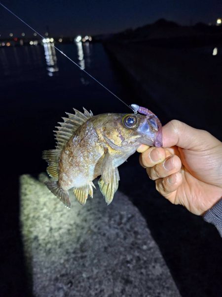 自作ワームテスト