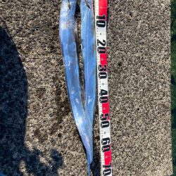 今日もタチウオ