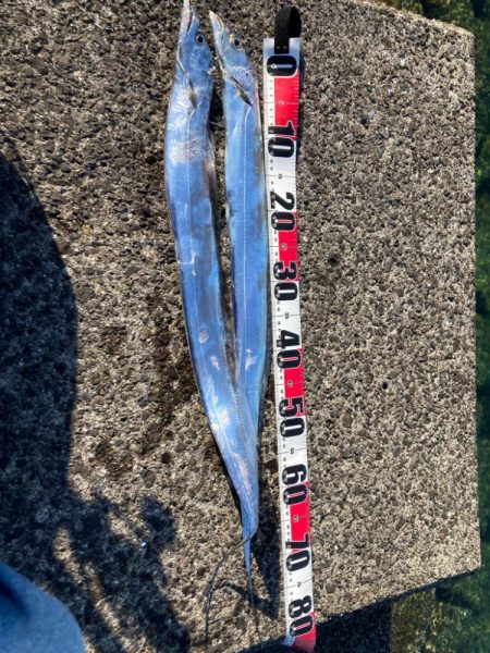 今日もタチウオ