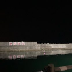 今季最後のヤリイカ