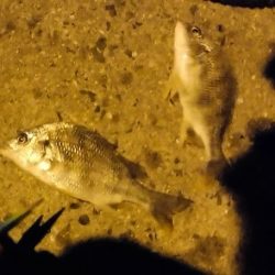 チョイ投げアナゴ!