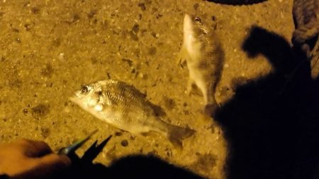 チョイ投げアナゴ!