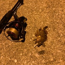 狙いはシーバス!