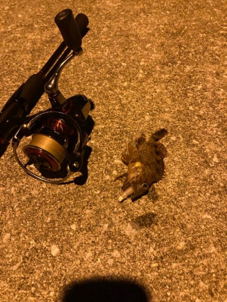 狙いはシーバス!