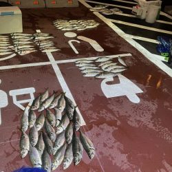 【鳥取港】船で近海アジ釣り|雨の中諦めかけた時にデカアジ爆裂!!