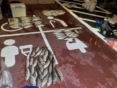 【鳥取港】船で近海アジ釣り|雨の中諦めかけた時にデカアジ爆裂!!