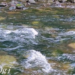 引原川、本流シーズン開幕!