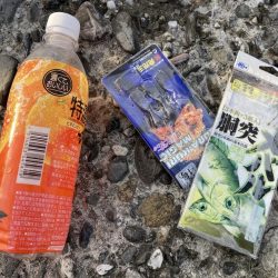 清掃活動：グレにカサゴに寒ボラに