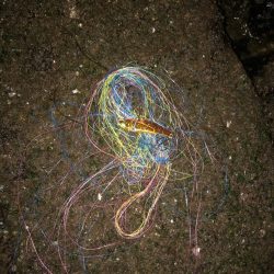 清掃活動：時合いは短く