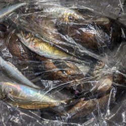 アジングとメバリングまじり