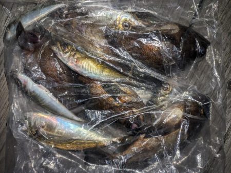 アジングとメバリングまじり