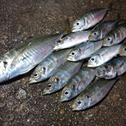 まさかあそこで良型