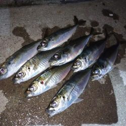 今夜もご近所アジング