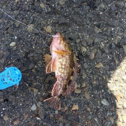 メガフロート淡路　