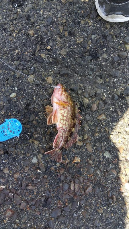 メガフロート淡路　