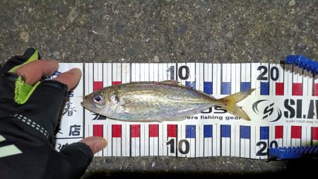 2024/04/17 南港ライトゲーム釣行…