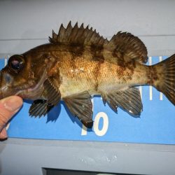 アジングとメバリングまじり