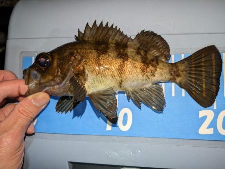 アジングとメバリングまじり