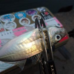 雨の日アジング