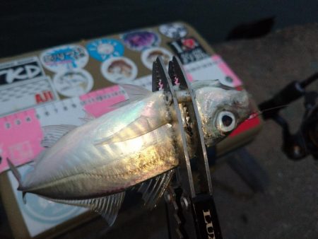 雨の日アジング