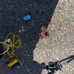 メガフロート淡路　