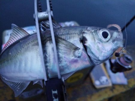 雨が降りそうで降らないのでちょこっとアジン…