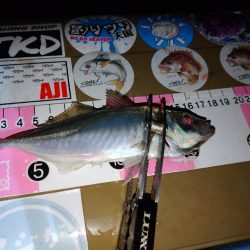 今夜もご近所アジング