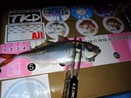 今夜もご近所アジング