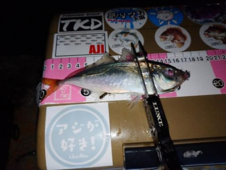 今夜もご近所アジング