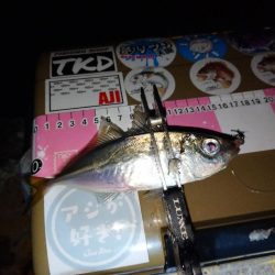 今夜もご近所アジング