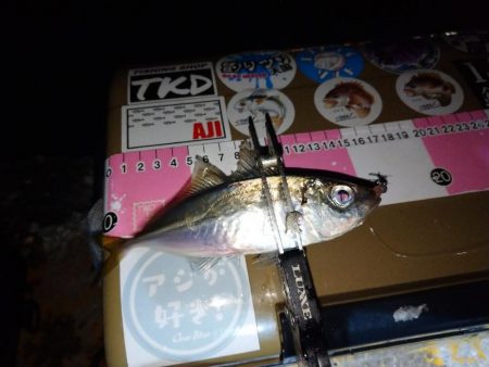 今夜もご近所アジング