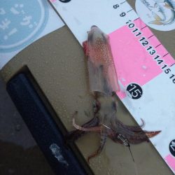 雨の日アジング