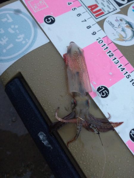 雨の日アジング