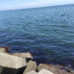 今日もキス釣り