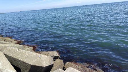 今日もキス釣り