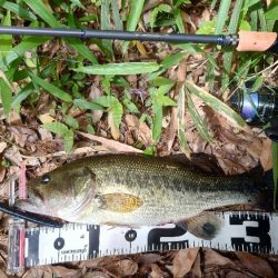 安定のセンコー