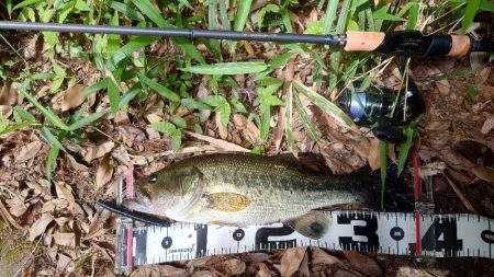 安定のセンコー