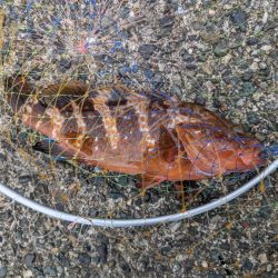 コブダイ・キジハタ