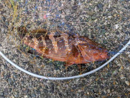 コブダイ・キジハタ