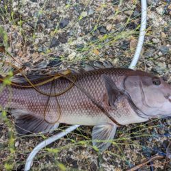 コブダイ・キジハタ