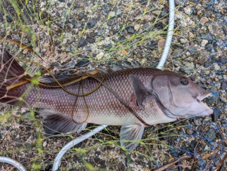 コブダイ・キジハタ