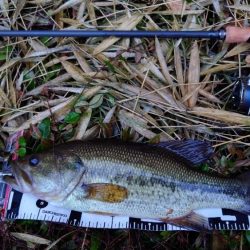 アフターの釣り方