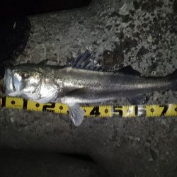 ベイトはイワシ?