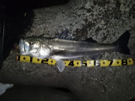 ベイトはイワシ？