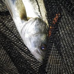 強風でミスバイト多発…