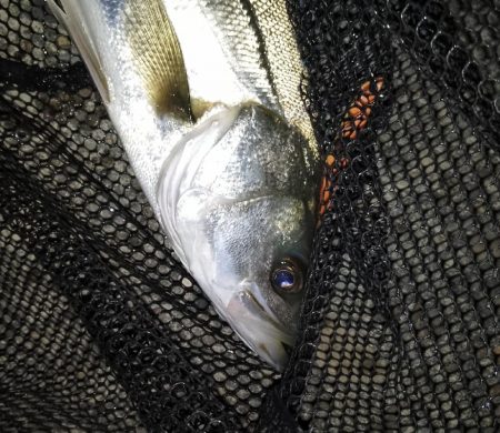 強風でミスバイト多発…